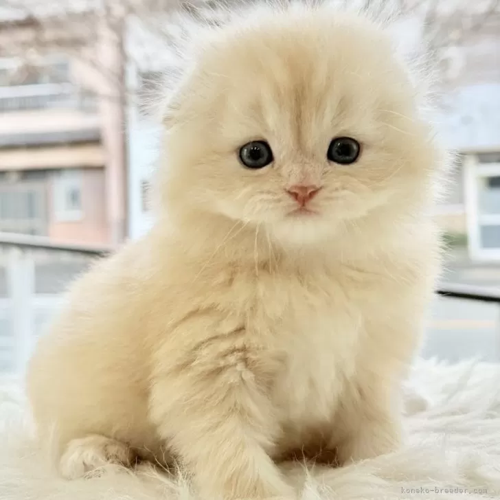 み さ 様のお迎えした子猫