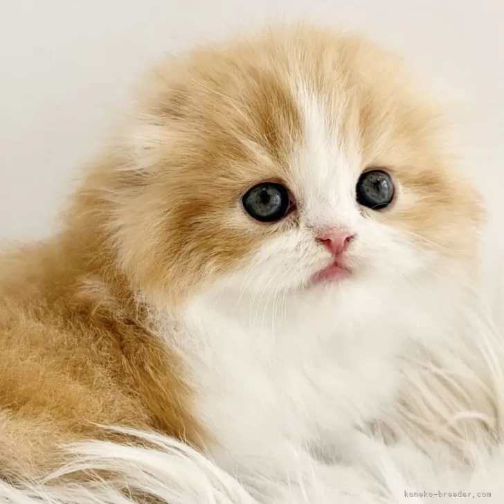 スコティッシュフォールド(折れ耳)【愛知県・女の子・2025年11月1日・クリームタビーホワイト】の写真1