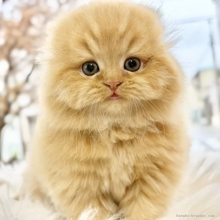 スコティッシュフォールド(折れ耳)【愛知県・女の子・2025年9月23日・レッドタビー】の写真1