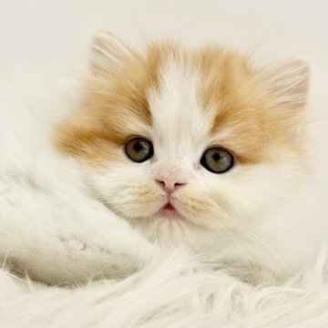 スコティッシュフォールド(立ち耳)【愛知県・男の子・2025年11月6日・レッドタビーホワイト（ロングヘアー）】の写真「たっぷり愛情込めてお世話した自慢の子です♪」