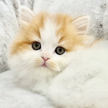 スコティッシュフォールド(立ち耳)【愛知県・男の子・2025年11月6日・レッドタビーホワイト（ロングヘアー）】の写真「たっぷり愛情込めてお世話した自慢の子です♪」