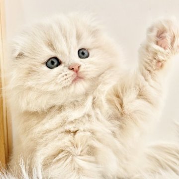 スコティッシュフォールド(折れ耳)【愛知県・男の子・2025年11月1日・クリームタビーホワイト（ロングヘアー）】の写真「たっぷり愛情込めてお世話した自慢の子です♪」