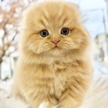 スコティッシュフォールド(折れ耳)【愛知県・女の子・2025年9月23日・レッドタビー（ロングヘアー）】の写真「たっぷり愛情込めてお世話した自慢の子です♪」