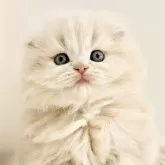 スコティッシュフォールド(折れ耳)