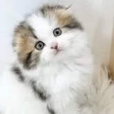 スコティッシュフォールド(折れ耳)