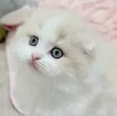 スコティッシュフォールド(折れ耳)
