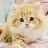 スコティッシュフォールド(立ち耳)