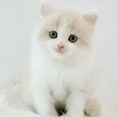 スコティッシュフォールド(立ち耳)