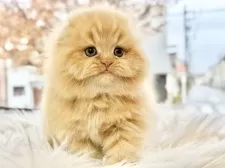 スコティッシュフォールド(折れ耳)【愛知県・女の子・2025年9月23日・レッドタビー】の写真3