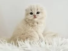 スコティッシュフォールド(折れ耳)【愛知県・男の子・2025年11月1日・クリームタビーホワイト】の写真6