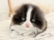 スコティッシュフォールド(折れ耳)【愛知県・男の子・2025年11月1日・ブラックホワイト】の写真7