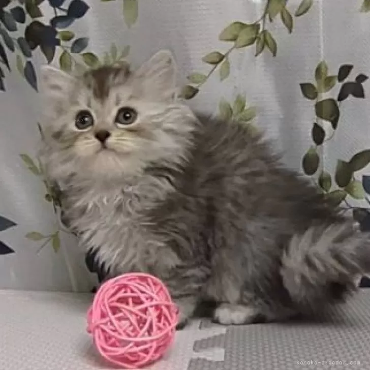 ID:2410-02940の子猫