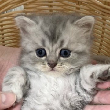 ミヌエット(長足)【千葉県・男の子・2024年9月17日・ブルータビー】の写真「まんまる顔のイケメン君！」