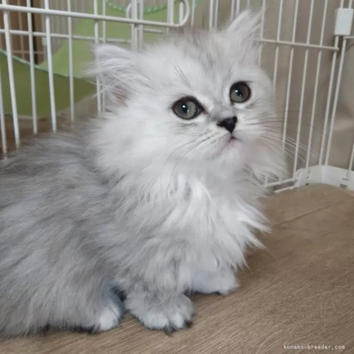 ID：2506-01814の子猫