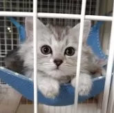 ミヌエット(長足)