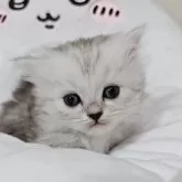 ミヌエット(短足)