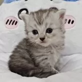 ミヌエット(長足)