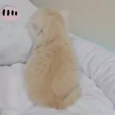 ミヌエット(長足)【千葉県・男の子・2025年9月26日・カメオタビーホワイト】の写真11