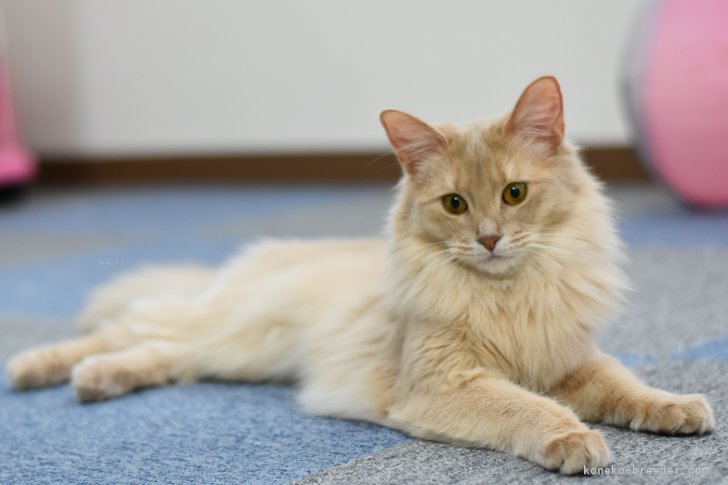 当猫舎で生まれた子です。（フォーン）｜岩井　龍美(いわい　りゅうみ)ブリーダー(大阪府・ソマリ・JCC（旧ACC）/JCC登録)の紹介写真5