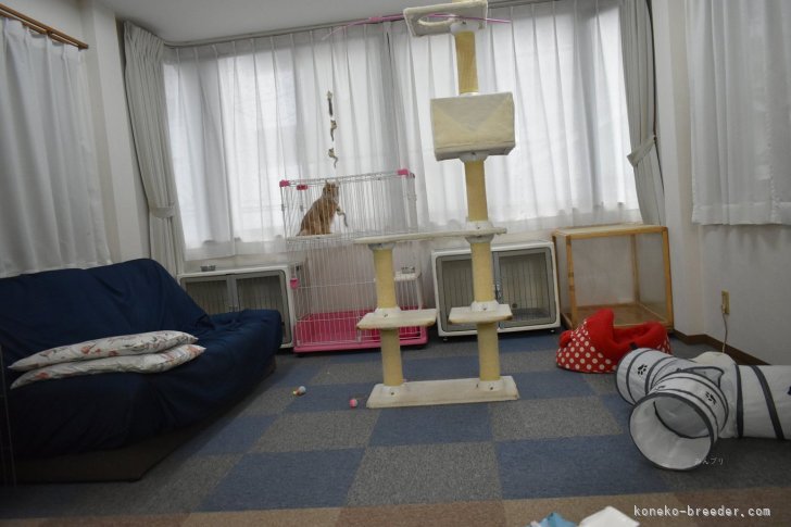 母猫と子供達｜岩井　龍美(いわい　りゅうみ)ブリーダー(大阪府・ソマリ・JCC（旧ACC）/JCC登録)の紹介写真6