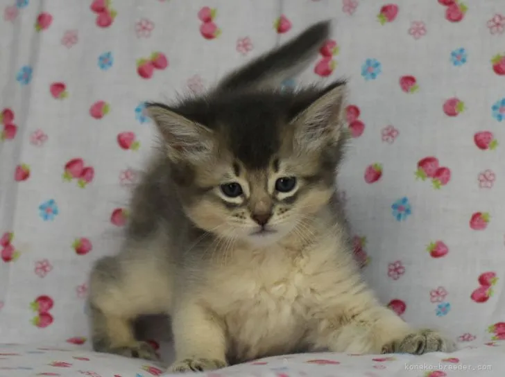 ID：2111-01948の子猫