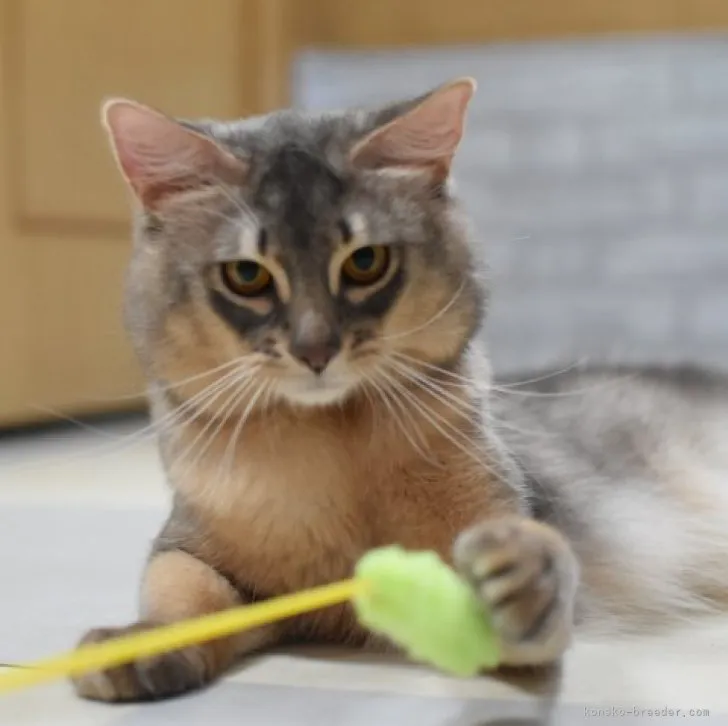 ID：2306-00125の子猫