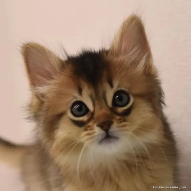 ID：2304-00740の子猫