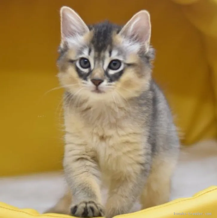 ID：2308-02867の子猫