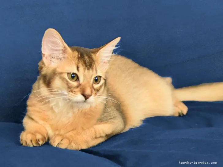 ID：2108-01313の子猫