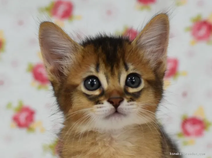 ID：1909-01192の子猫