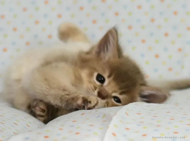 ID:2112-01012の子猫