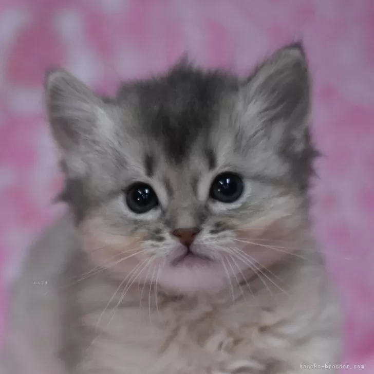 ID:2403-02486の子猫