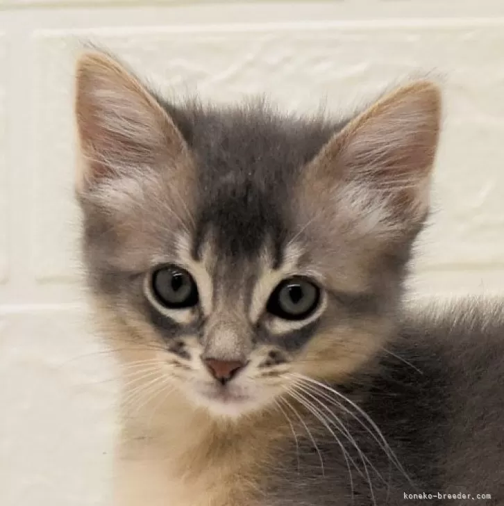 ID：2402-00777の子猫