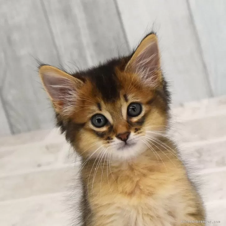ID:2411-00507の子猫