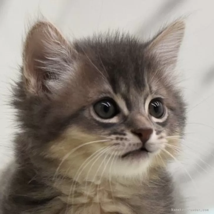 ID：2401-02123の子猫