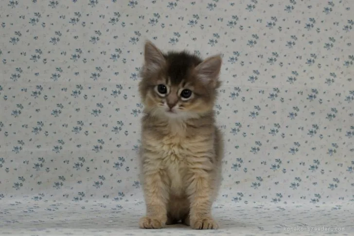 ID:1802-00684の子猫
