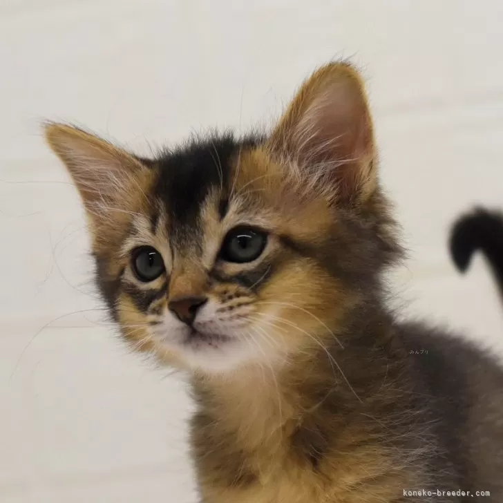ID:2402-00774の子猫