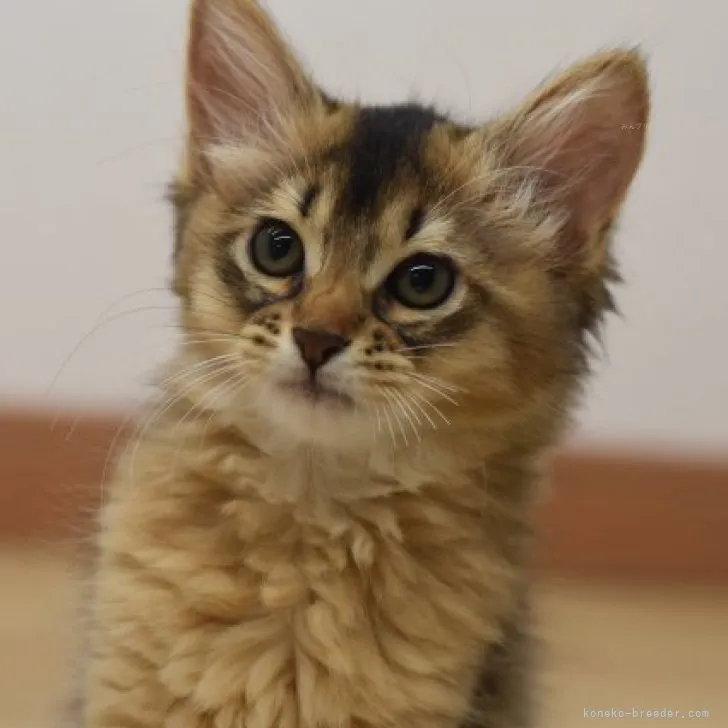 ID：2309-03124の子猫