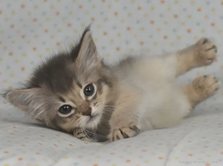 ID：2112-01004の子猫