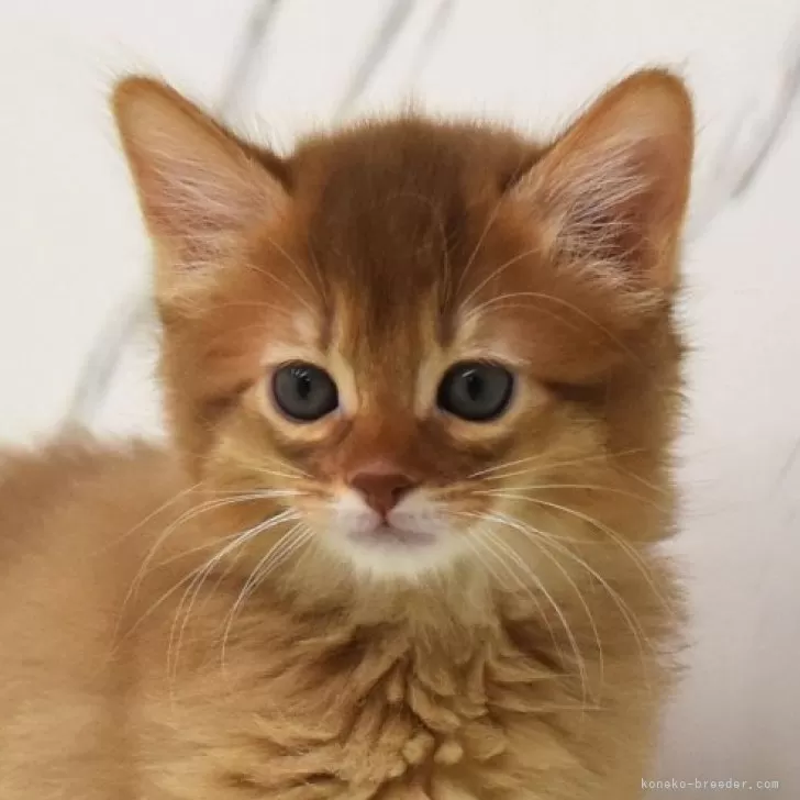 ID：2401-02122の子猫