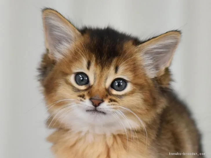 ID:1901-00395の子猫