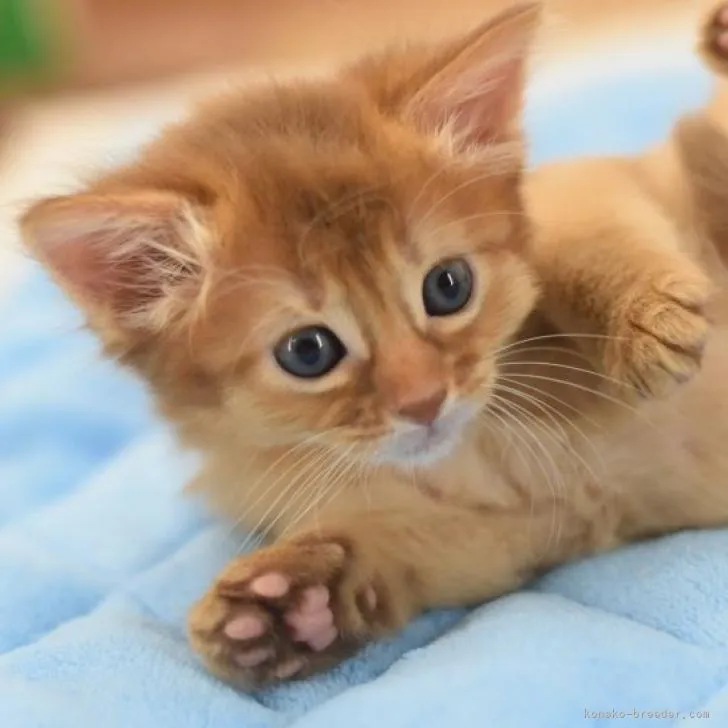 ID:2207-01286の子猫