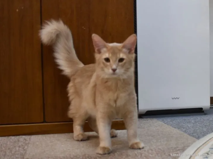 ID:1709-00140の子猫