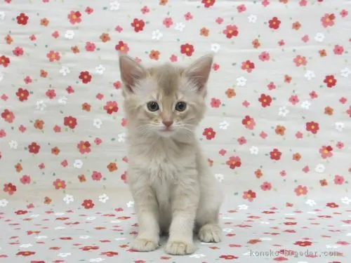 ID：1707-01258の子猫