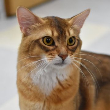 ソマリ【大阪府・男の子・2022年4月22日・ルディ（ロング）】の写真「いつも足元で遊んでいます。（去勢手術済み）」