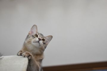 ソマリ【大阪府・男の子・2017年7月26日・ブルー】の写真「元気な可愛い子です。」