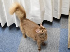 ソマリ【・女の子・2023年1月13日・チョコレート】