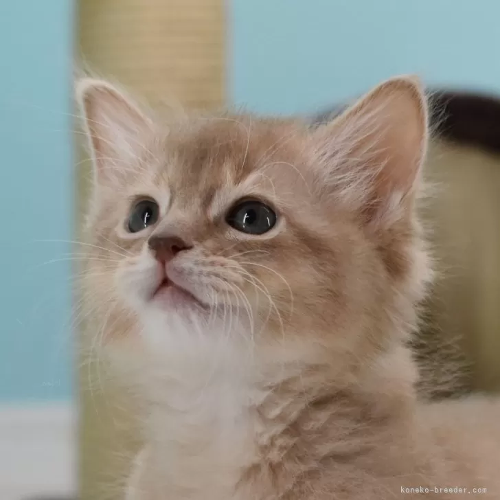 ID：2501-01181の子猫
