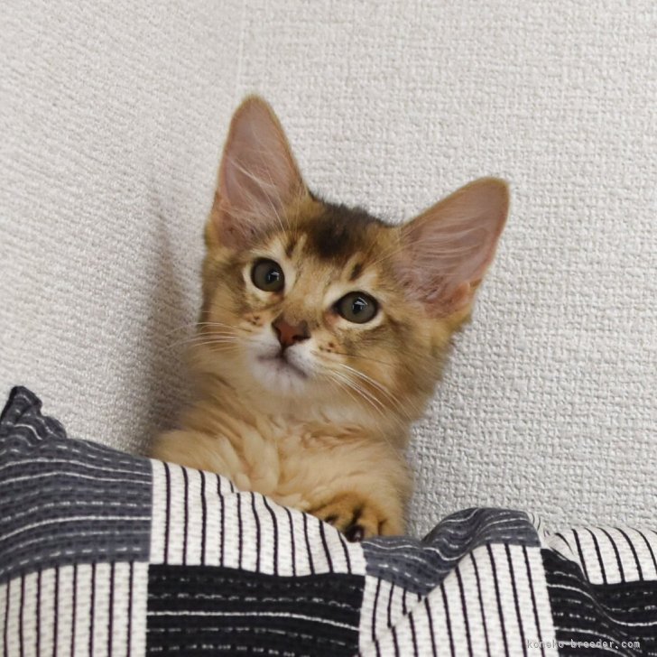 ブリーダー画像