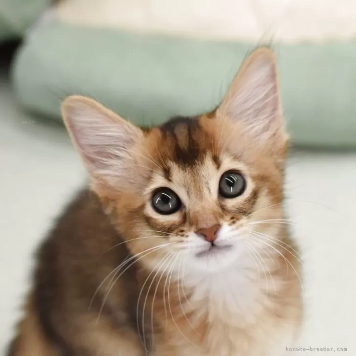 Y.M 様のお迎えした子猫